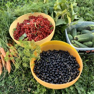 Семена и Рассада СЕЗОН 2023