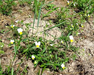 Анютины глазки