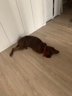 Io yog fycfffb Бонни