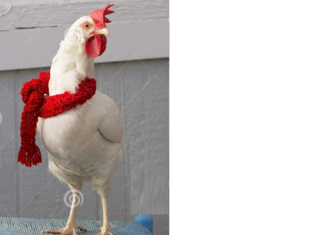 Брудер и курятник своими руками 