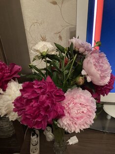 Чарующий аромат пионов 