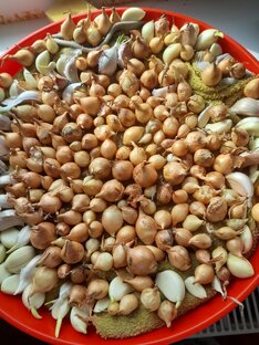 Мой эксперимент на огороде с луком и чесноком.