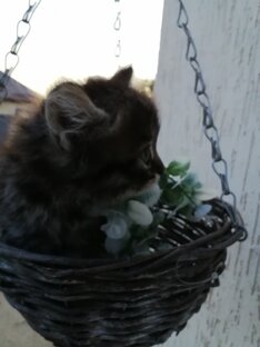 Мои пушистики 