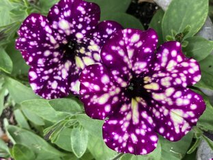 Петунии любимые неповторимые