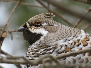 Бердвотчинг красноярский