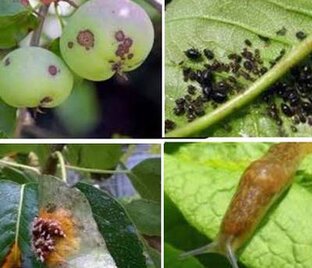 Болезни и вредители