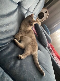 Фая