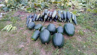 Сад и огород