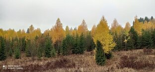 Живая природа