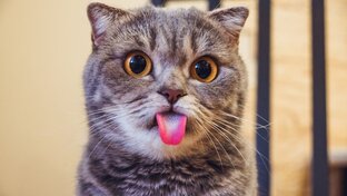 Приколы с кошками