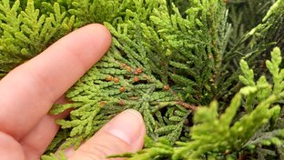 Вредители на хвойных растениях