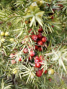 Творения природы 