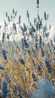 Золотя формула KETO