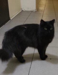 Дом или передержка! Срочно!