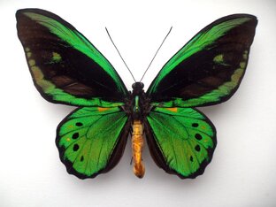 Удивительные насекомыею