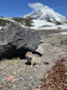 Животные Камчатки
