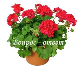 Вопрос - ответ