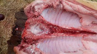 Свинина 🥩 это сила 💪. 