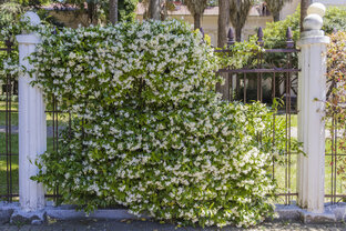 🌳 Дачный вопрос