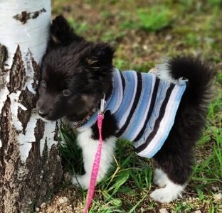 Выставки - пристройства