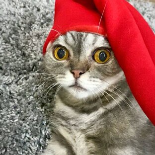 ВЕСЁЛАЯ ПОДБОРКА С КОТИКОМ🐈‍⬛