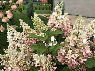 Гортензии 🌸 видео 