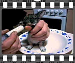 Ролики о кроликах, которые стоит посмотреть