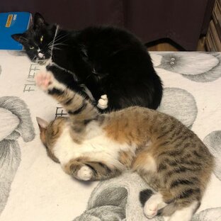 Они нашли дом