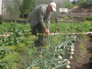 Сад, огород