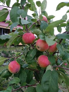 Здоровый образ жизни ( ЗОЖ) 