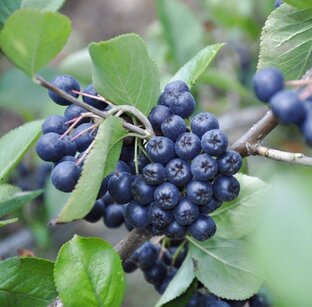 Секреты Садовода - ЧЕРНОПЛОДНАЯ Рябина, или Арония