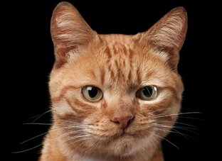 К_астрологу!?