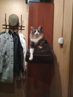 Все мои проделки