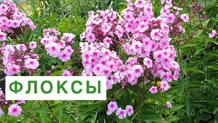 Всё о цветах. 
