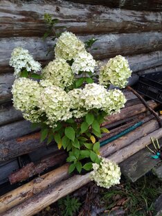 Метельчатые гортензии 