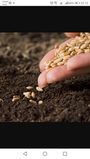 Как выращивают хлебушек и не только.