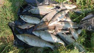 рыбалка на сети, лов лосося(кеты,горбуши)