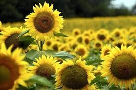 растения факты и т д