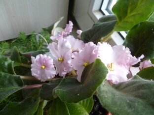 Комнатные растения!