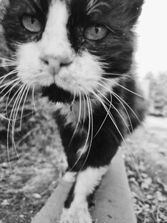 💔 Перчик Леонидович