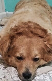 собака Жужа