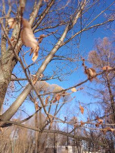 Русский язык 