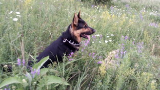 Здоровье и мир