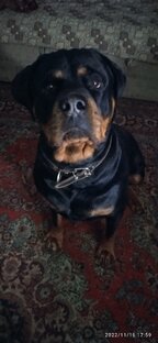 Ротвейлер Сэм 2 года