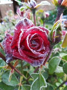 Отзывы на питомники роз