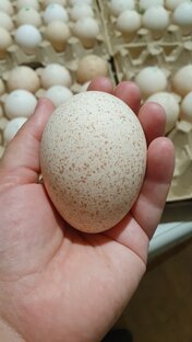 Инкубация и выращивание индейки.