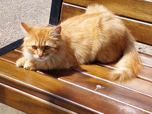 Про братье наших меньших.