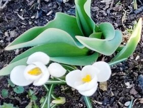 Огород-дача