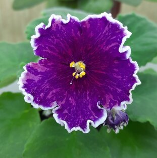 Первоцветики