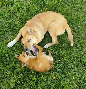 Две козы, которые не доятся.